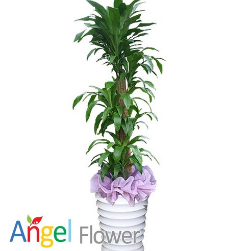 엔젤플라워 초특가 특대형식물 개업화분 축하화분 행운목 황금죽 고무나무 당일배송꽃배달, A14 행운목사기분, 1개