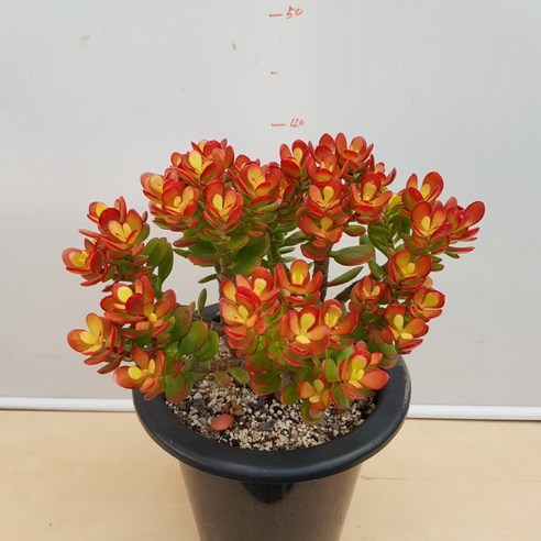 동글동글한 묵은둥이 미니염자, 꽃처럼 아름답고 번식력 좋은 다육식물