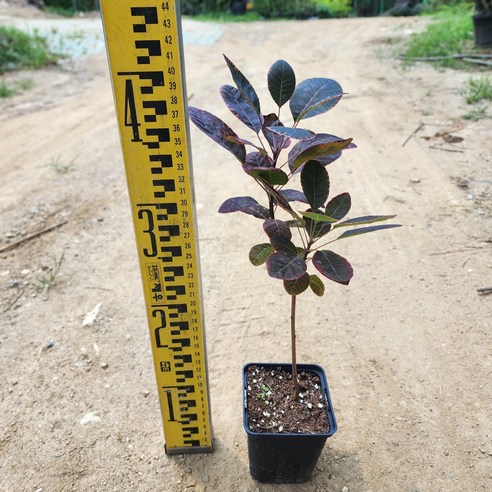 보랏빛 안개, 자엽안개로 일상에 특별한 변화를 더하세요!