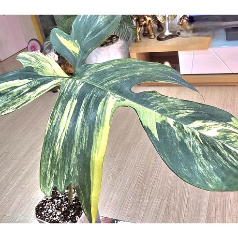 초록빛 예술 작품, 필로덴드론 플로리다 뷰티 바리에가타로 집안을 갤러리처럼! 플로리다뷰티바리에가타