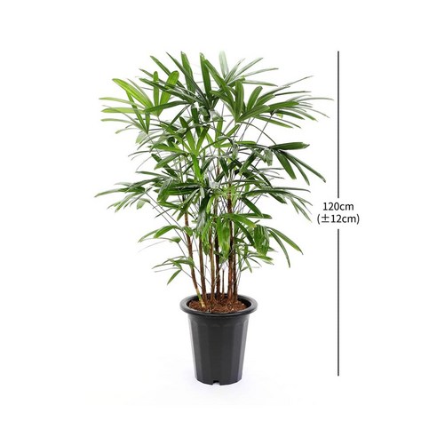 [서울/경기 배송] 관음죽 120cm 재배 분 1개