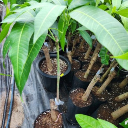 햇살 가득한 정원을 꿈꾸며, 애플망고 홍 신품종 결실주 묘목과의 만남 묘목