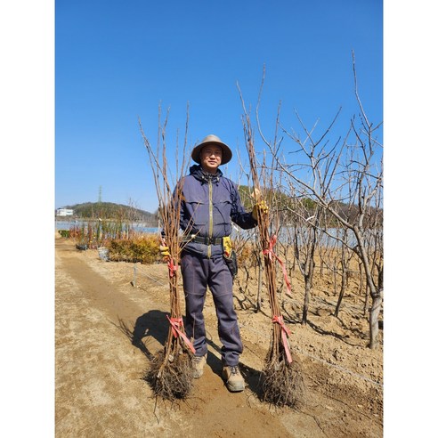 가을의 풍요를 담은 달콤한 감의 향연