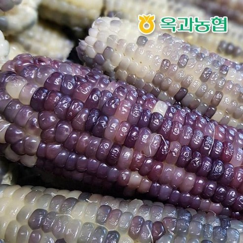 남도미향 옥과농협 계약재배 곡성 흑찰옥수수 20개 (특품), 1