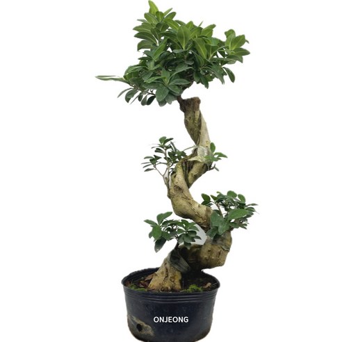 가지마루펜다(S자형) 펜더 소장가치 품종 67cm, 1개