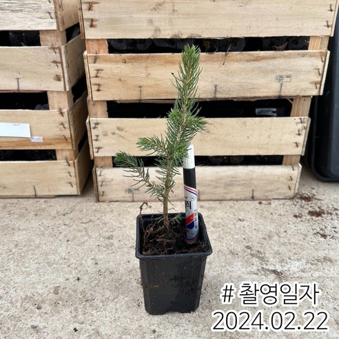 은청가문비로 집안에 자연을 더하다