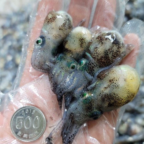 서해안의 신선함을 그대로, 귀꼴뚜기와 귀오징어로 풍성한 식탁을!