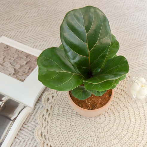 자연을 담은 향긋한 쉼표, 갑조네 떡갈나무