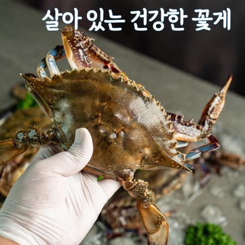 국산 제철 알배기 생물 꽃게 활꽃게 암꽃게 1kg 꽃게찜 서해안 게, 6개