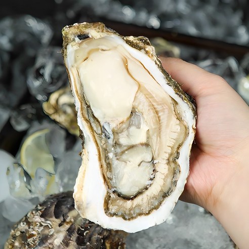 통영 앞바다의 풍요로운 선물, 삼배체굴로 미식 경험을 만끽하다 삼배체굴