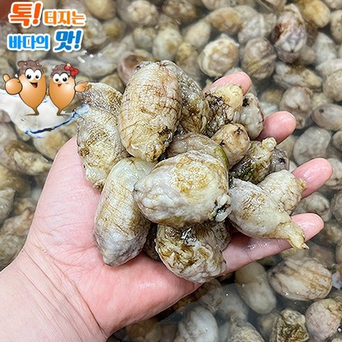 생 오만둥이 창원 진동 고현미더덕마을 재철 오만디 당일배송 덤+, 1개, 2kg