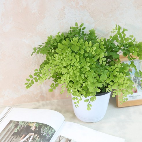 촉촉한 싱그러움, 아디안텀으로 공간에 생기를 불어넣으세요!