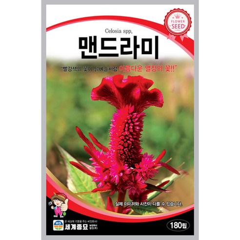 맨드라미 180립 세계종묘 맨드라미 꽃씨앗, 1봉