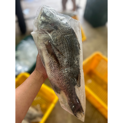 오늘 저녁, 완도 감성돔으로 당신의 하루를 특별하게!