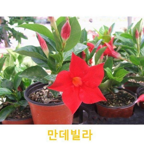 초화식물/야생화 만데빌라 화분모종 3개(L0057), 3개