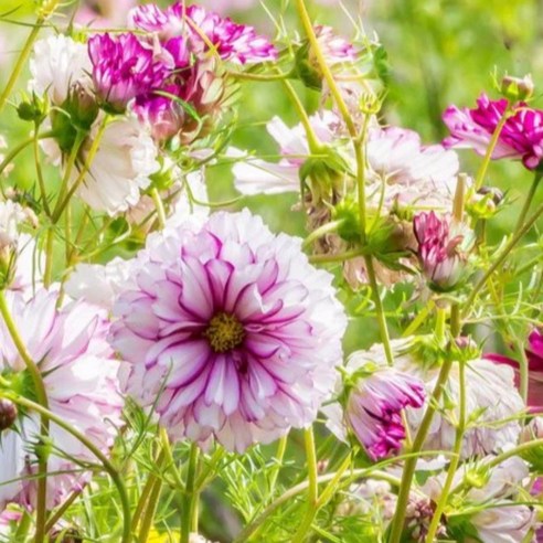 GREEN가든 베란다 정원 화사한 각 3종 (겹꽃코스모스+스토크+리시안셔스) (층층이꽃+유홍초+일일초) 씨앗, 층층이꽃 30립