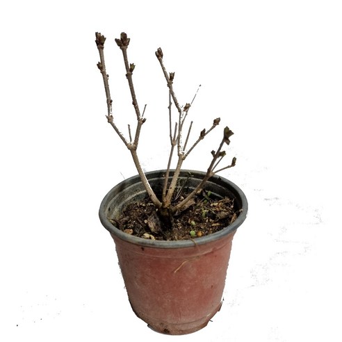 향기로운 봄을 기다리는 설렘, 트리앤 미스김 라일락