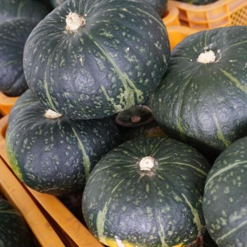 규리쥬아 산지직송 제주 미니(밤)단호박 보우짱 2kg~10kg, 1박스, 01.미니(밤)단호박 2kg 미니(8개 이상) 미니밤호박 11 국내산 제주 단호박 미니 밤호박 산지직송 보우짱, 3개, 5kg