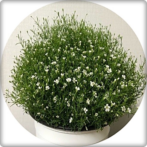 안개꽃 화분으로 완성하는 싱그러운 플랜테리어