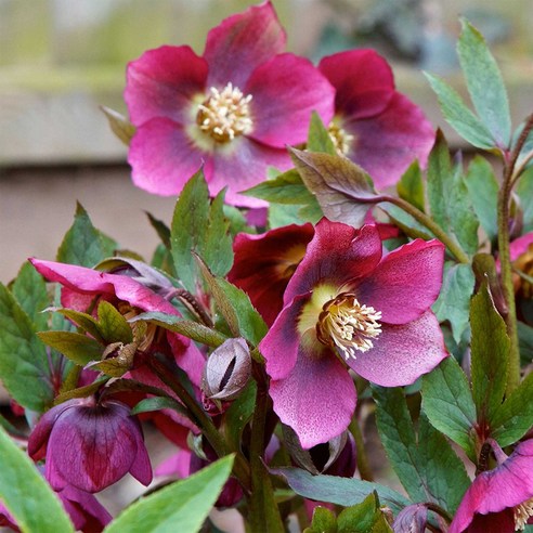 겨울 정원의 우아한 주인공, 크리스마스로즈 헬레보루스 심어볼까? 크리스마스로즈