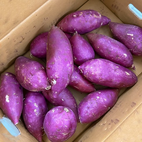 해남의 햇살을 담은 달콤한 선물, 깎아먹는 파파얌