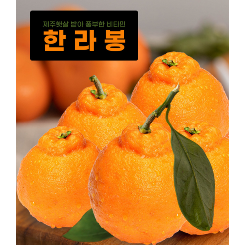 12브릭스이상 제주특산물 하우스 한라봉 프리미엄과 5kg(선물용), 5kg, 1개