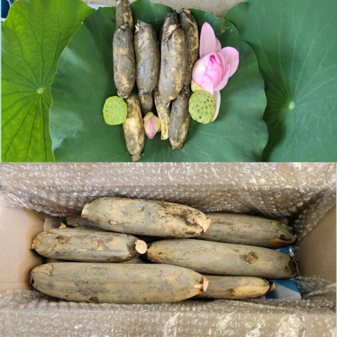 [가족연근]GAP인증 대구 반야월 작목반 햇연근 직접재배 당일수확 1kg 2kg 3kg 5kg