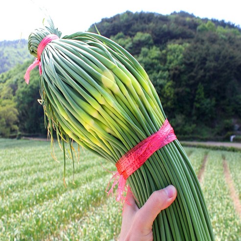 봄의 전령사, 남해 마늘종으로 식탁을 풍성하게! 남해마늘쫑