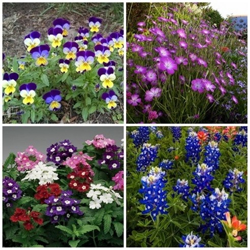 [OKㅣ강추] 봄의 향연을 예고하는 4월 개화 꽃 씨앗 모음 [OKNOWㅣ추천상품]