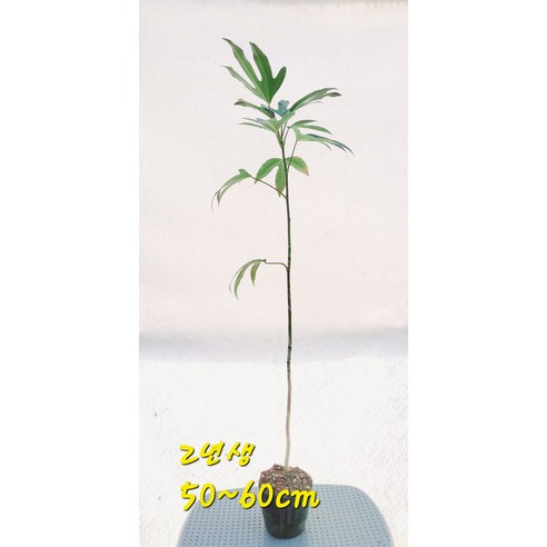 황칠나무 묘목으로 집에서 즐기는 숲캉스