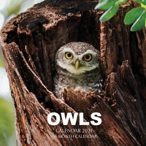 Owls Calendar 2021: 16 Month Calendar Paperback, Independently Published