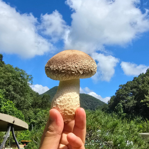 [100% 산지직송] 프리미엄 송화버섯 가정용 명절선물세트 정말 맛있어요, 1개, 300g(가정용_중품)