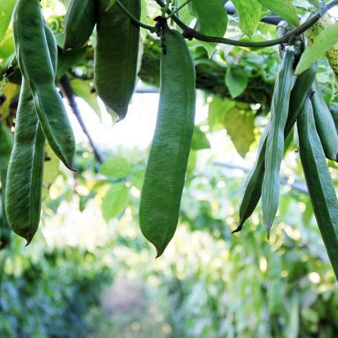 바리스타가 만든 국산 햇 작두콩차로 건강과 풍미를 동시에!
