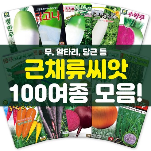 각종 근채류 씨앗 모음 무 비트 당근 양파 콜라비 채소 씨 종자, 62-빨간웰빙양파 800립, 1개