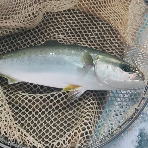 한번 먹으면 잊을 수 없는 자연산 제철 방어의 맛!