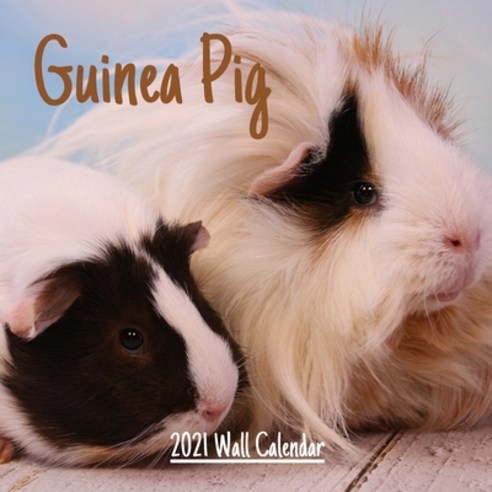 Guinea Pig 2021 Wall calendar: Cute Guinea Pig 2021 Wall Calendar 18 Months 8.5x8.5 in - wall calen... Paperback, Independently Published, English, 9798593526328