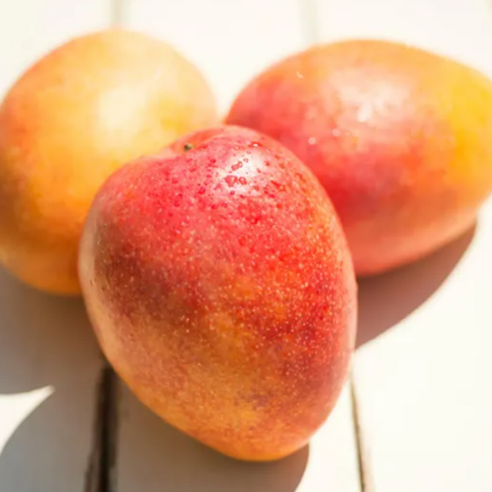 제주 햇살 품은 달콤함, 미니 애플망고의 특별한 만남