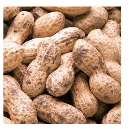 대지의 숨결을 담은 햇땅콩, 껍질 속 풍요로움을 맛보세요.