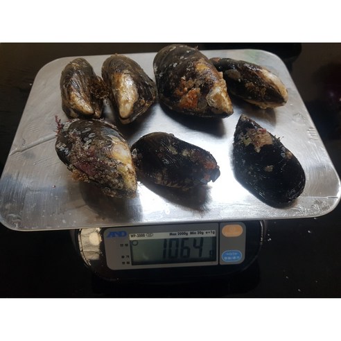 포기할 수 없는 국물 맛 자연산 홍합 담치 섭