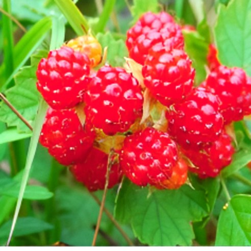 조가네 왕산딸기 묘목: 당신의 정원을 싱그러운 행복으로 물들이다 산딸기묘목