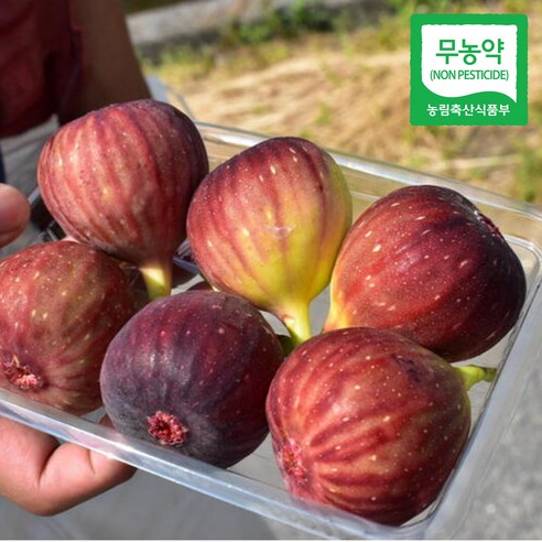 [무농약인증처] 산지직송 해남 무화과, 1세트, 무농약 2kg