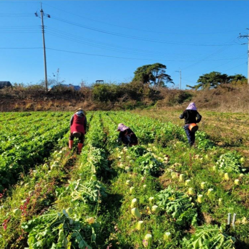 향긋한 유기농 무우차 한 잔으로 건강과 여유를!