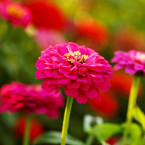 백일홍의 축제: 백일홍 꽃씨를 통한 정원의 생기 불어넣기