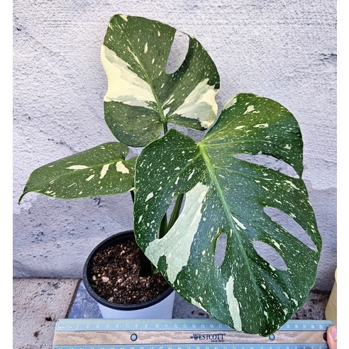 찢잎 보장 몬스테라, 초보도 쉽게 키워 나만의 정글을 만들자!