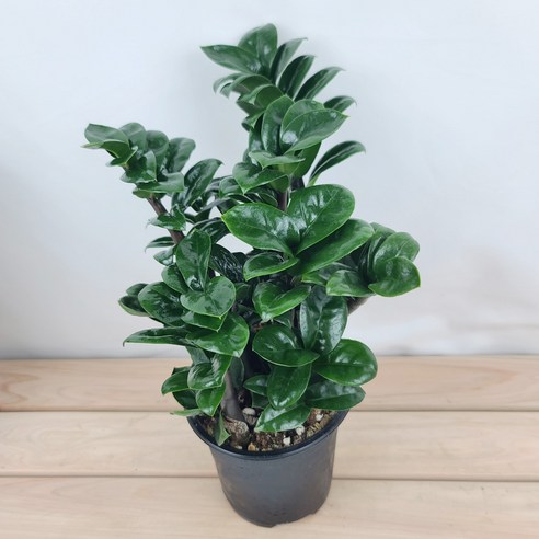 싱그러운 초록빛 행운, 보석금전수와 함께!