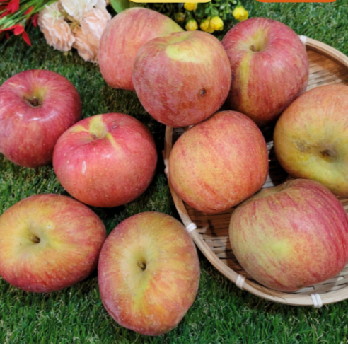 [맛나과일] 흠집 못난이 사과 가정용 경북 청송 사과 +(귤or단감) 소진시 마감, 10kg, 1개