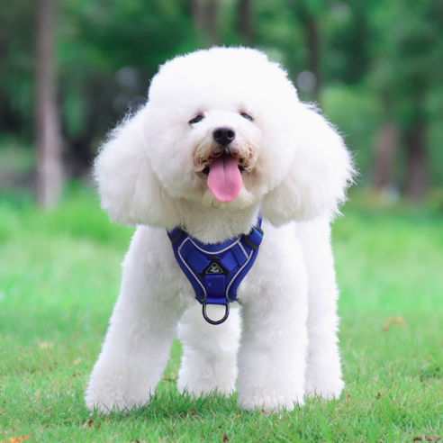 애완견 소형견 하네스 목줄 산책, 블루, 1개