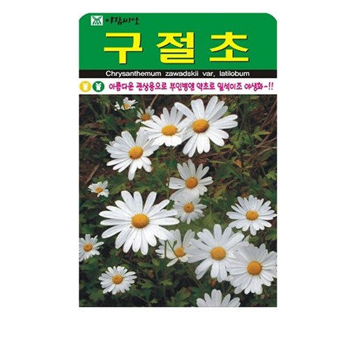 구절초 씨앗, 1개