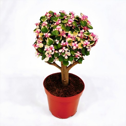 아악무 기본 플라스틱 포트: 식물의 건강한 성장을 위한 필수적인 선택 은행목