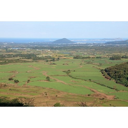 자신만의 맛있는 더덕 키우기의 즐거움